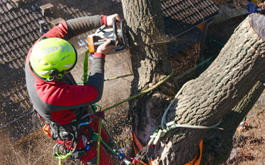 Worker trimming a tree